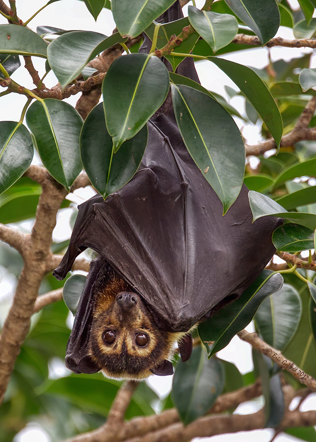 Spectacled Flying Fox.jpg