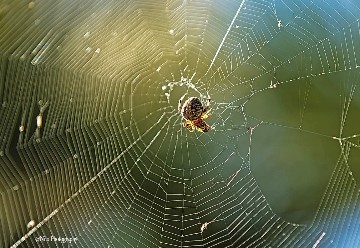 Spider 1.jpg