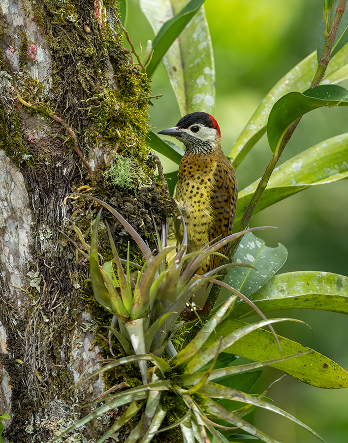 Spot-breasted Woodpecker-01199-Edit.jpg