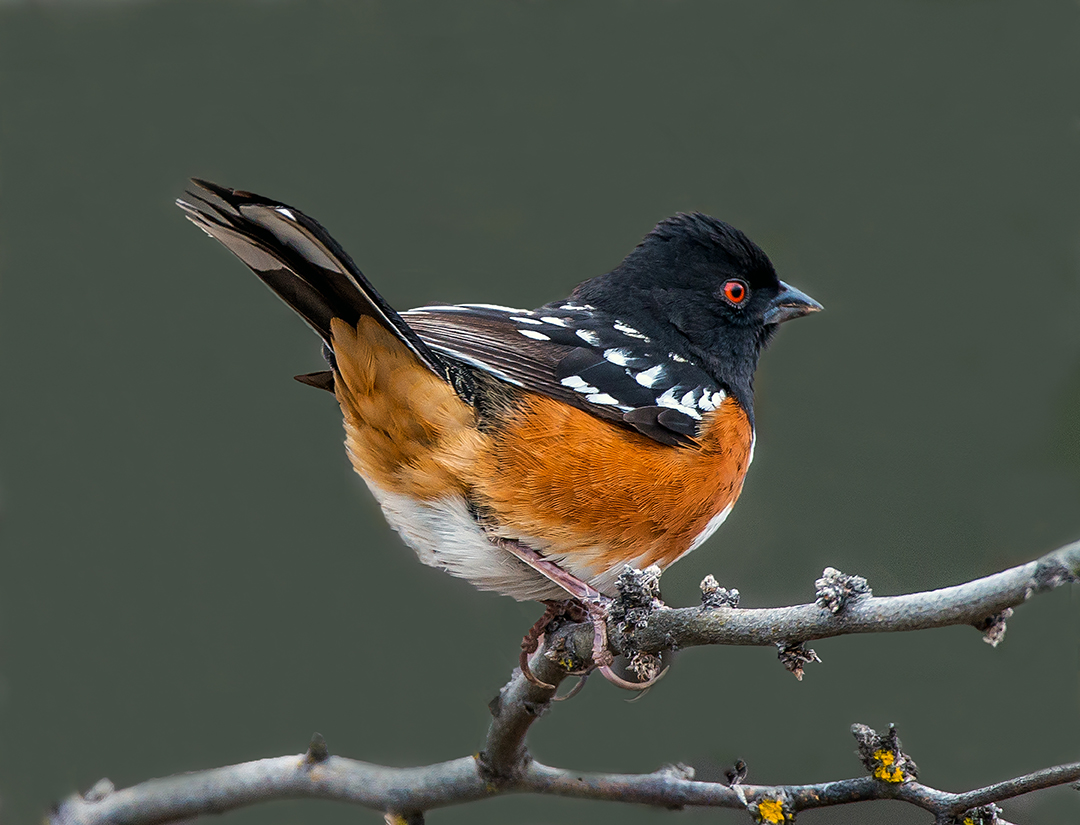 SpottedTowhee (1 of 1)-2.jpg