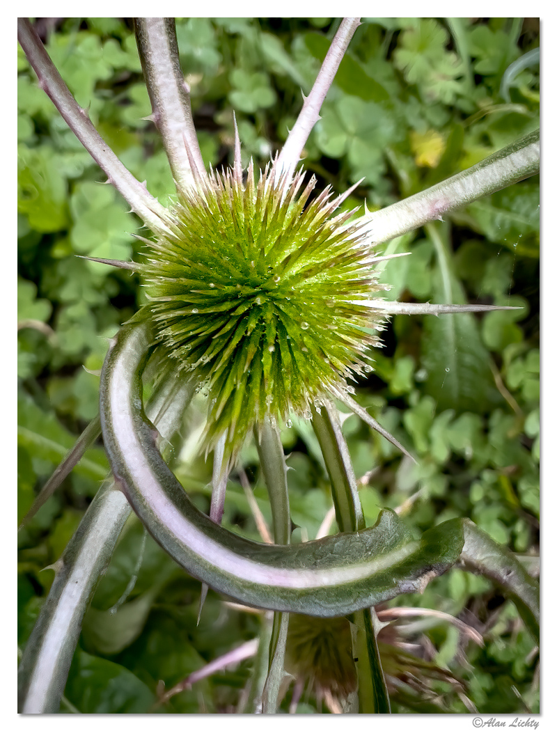 SpringThistle.jpg