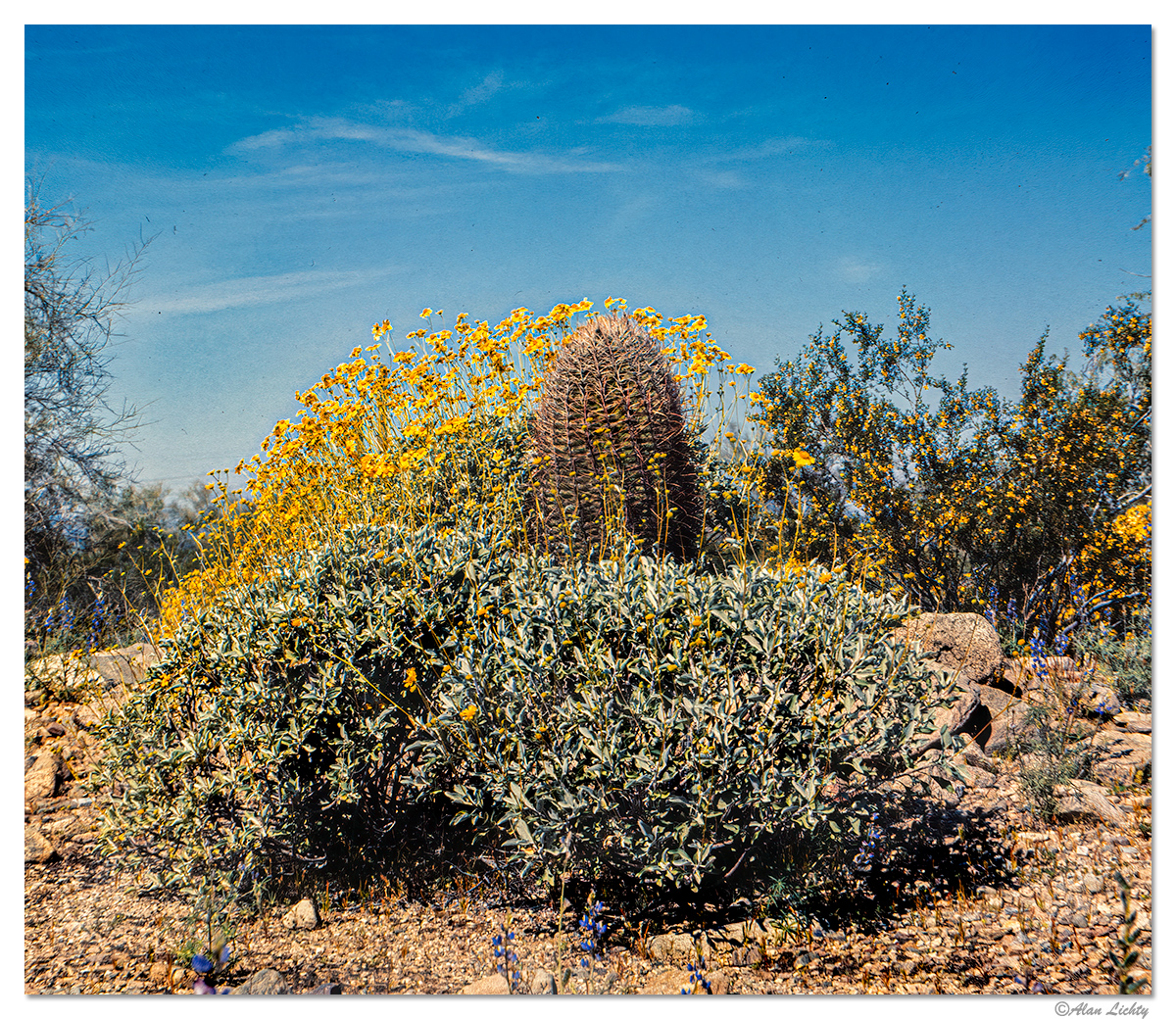 SS-DesertBlooms2.jpg