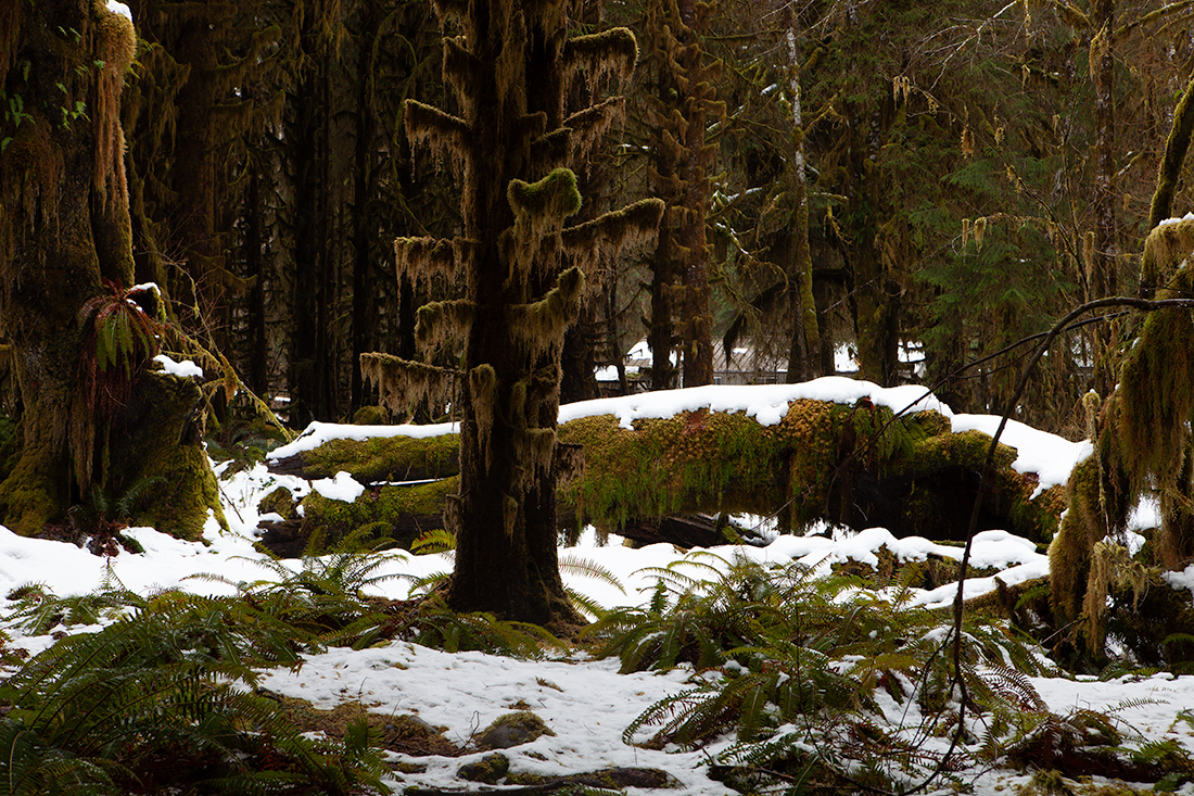 SS-SnowHoh022111-orig.jpg