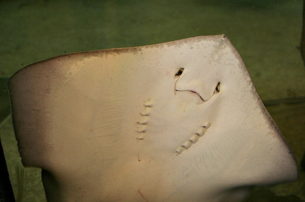 stingray.jpg