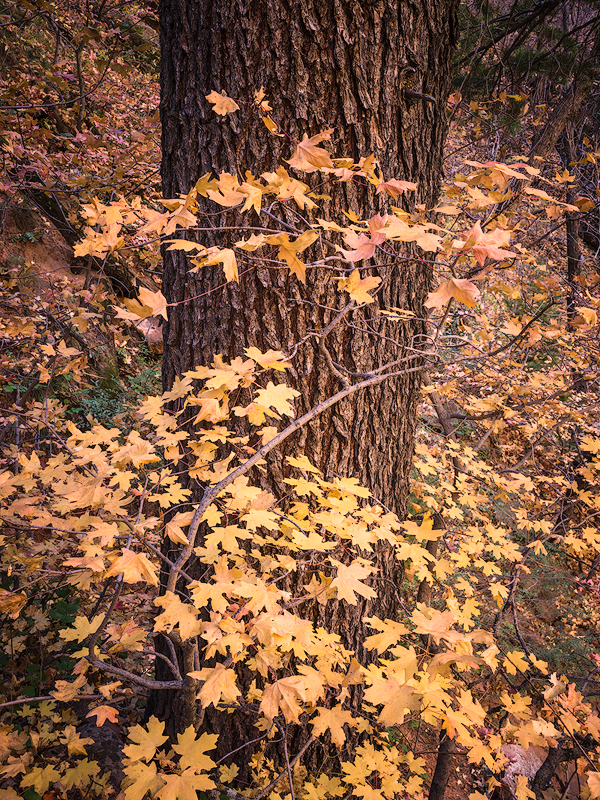 Subway-tree-copy.jpg