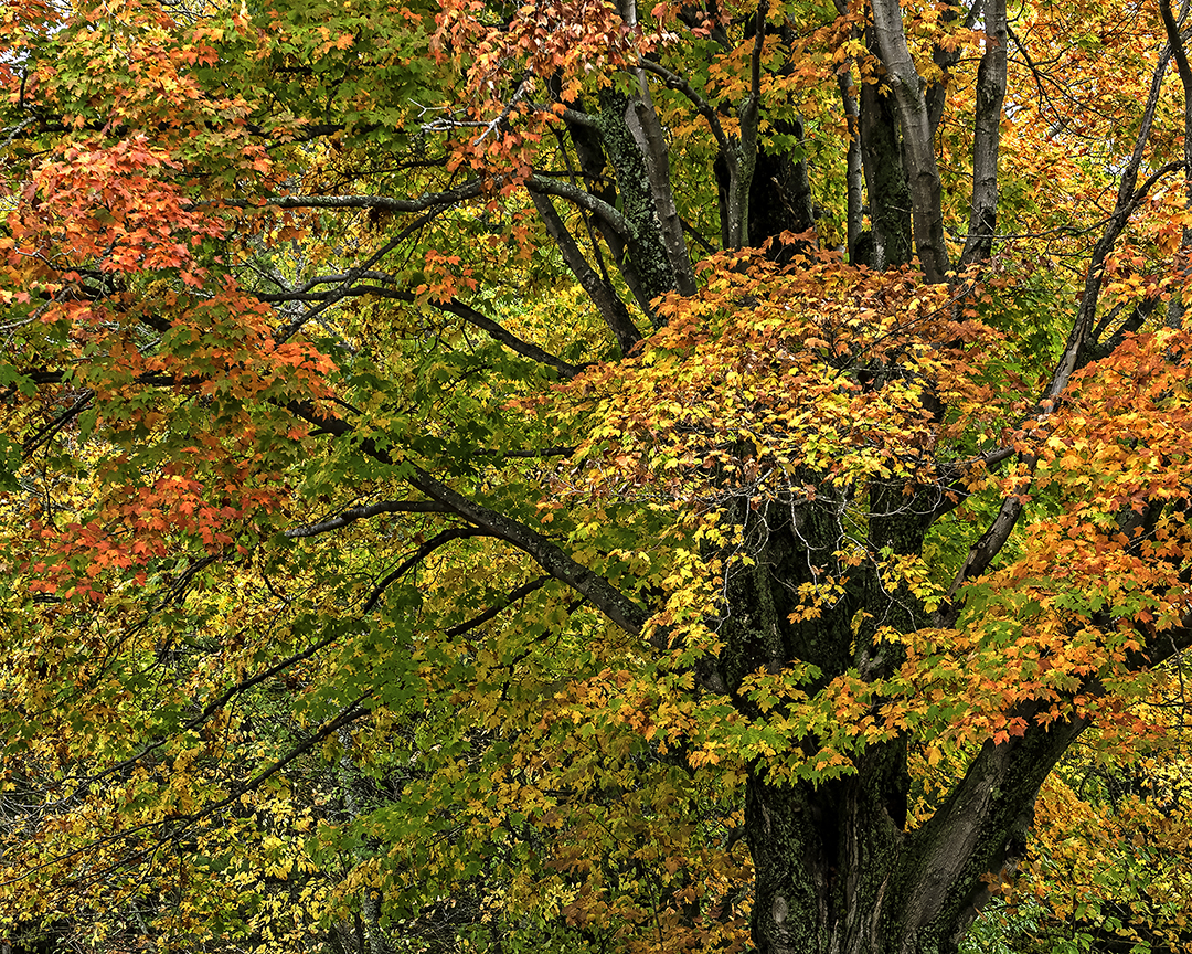 Sugar Maple, Door County, WI III.jpg