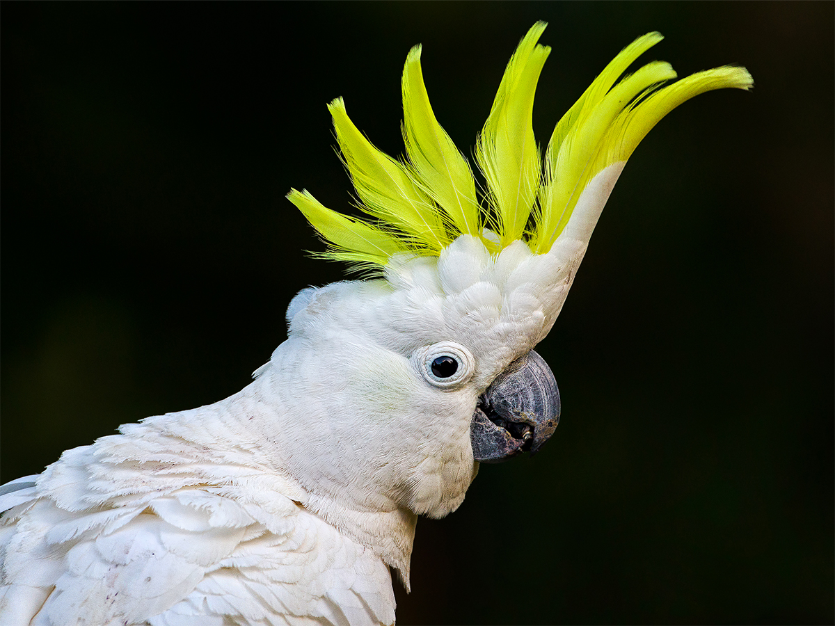 Sulphur-crested Cockatoo, Australia.jpg