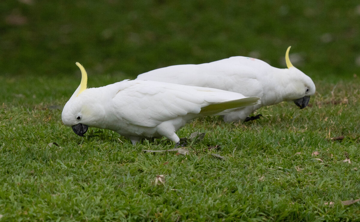 Sulphur Crested Cockatoos 1.jpg