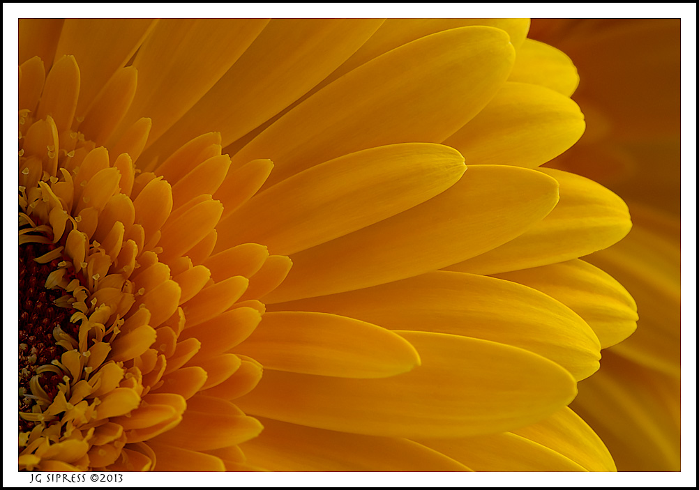 sunflower2.jpg