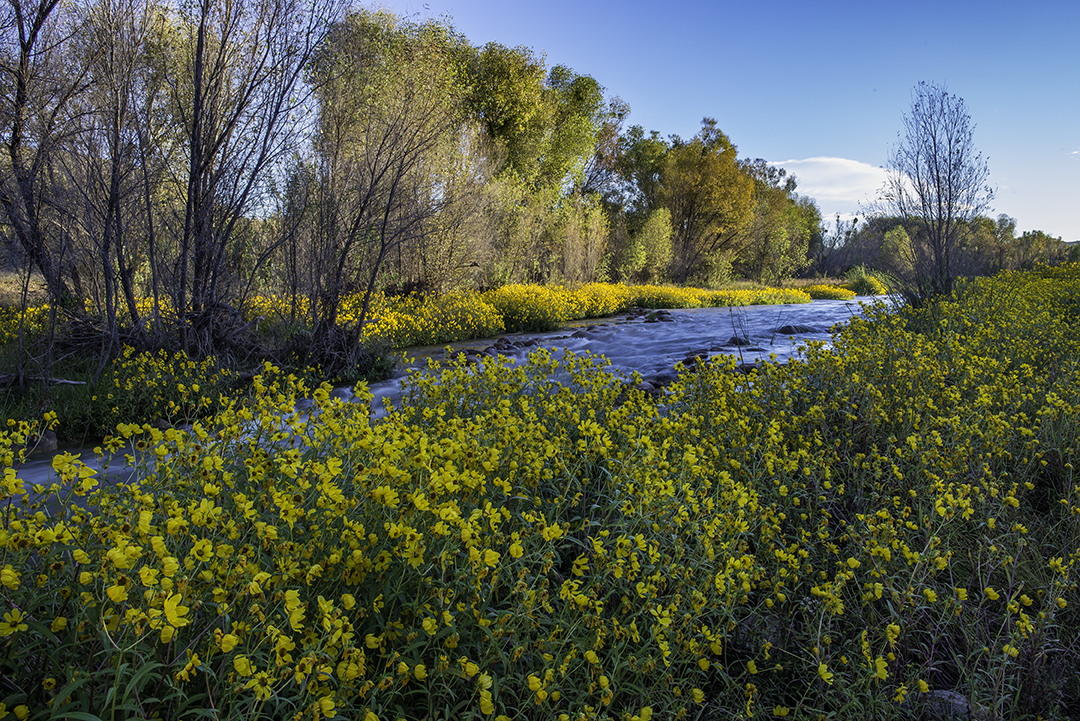 Sunflowers along the Verde River, AZ.jpg