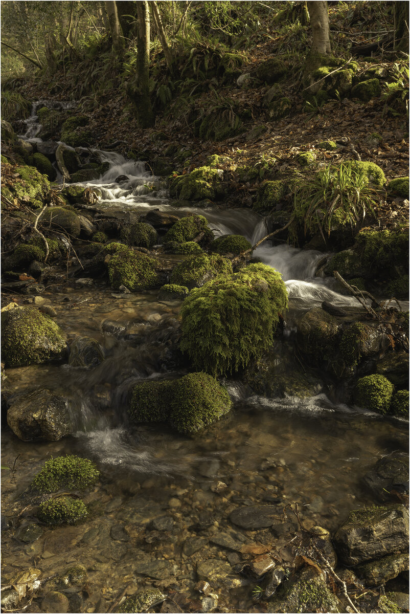 Sunlit Forest Stream copy.jpg