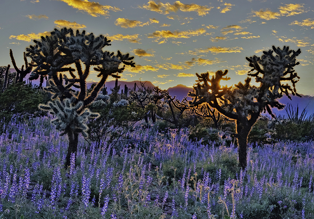 Sunset through Chainfruit Cholla, Organ Pipe Cactus National Monument, AZ final.jpg