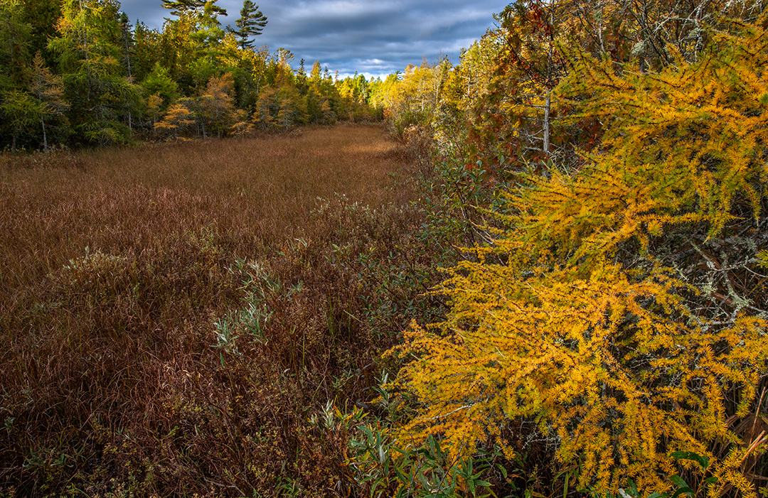 The Ridges Sanctuary Nature Preserve, WI. | Focal World
