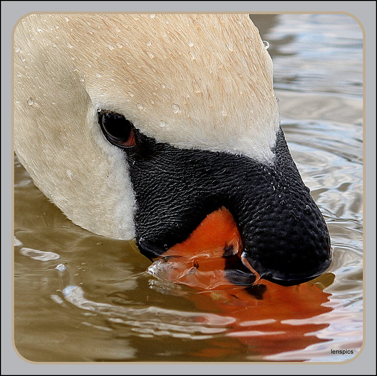SWANTASTIC.jpg