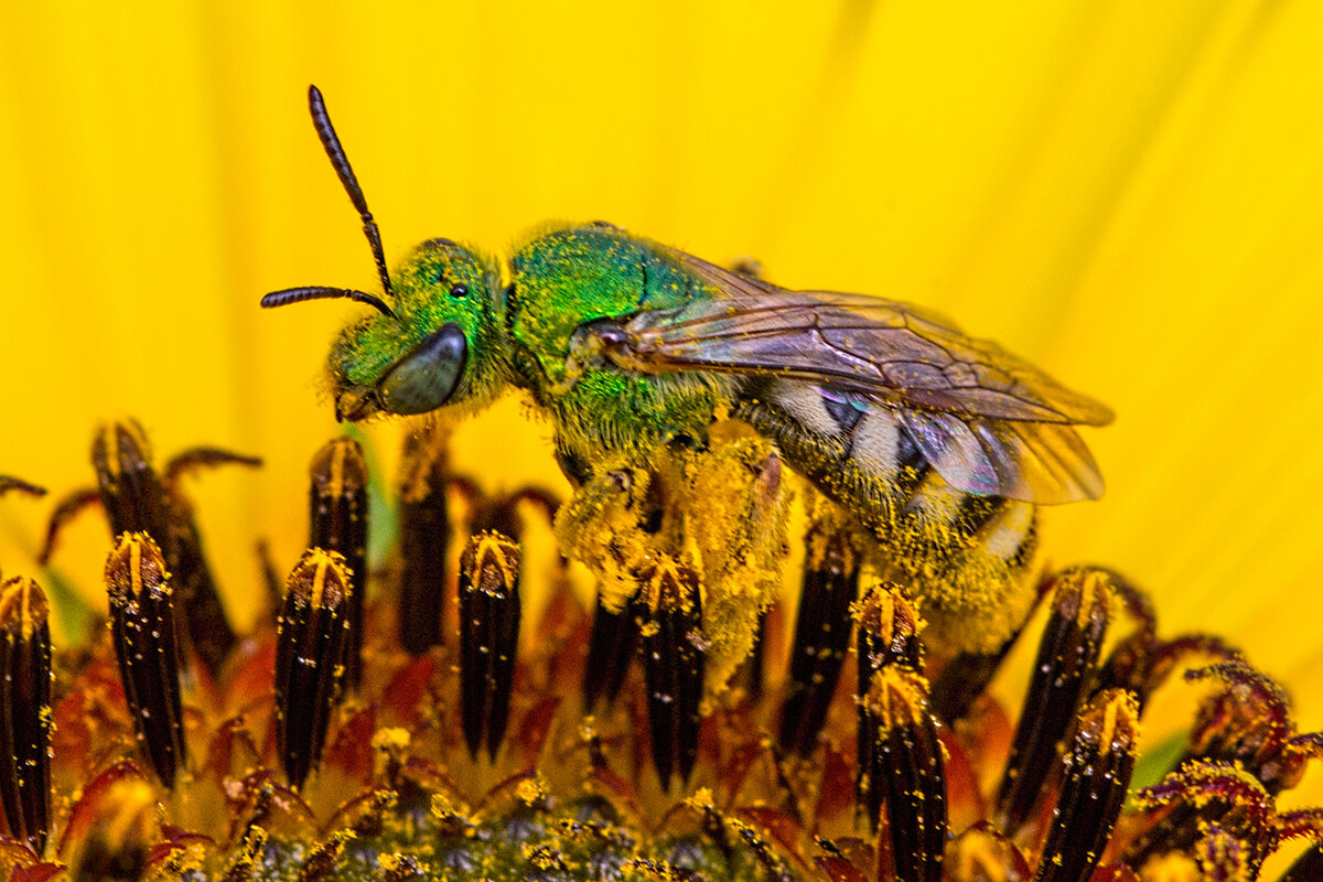 Sweat Bee.jpg