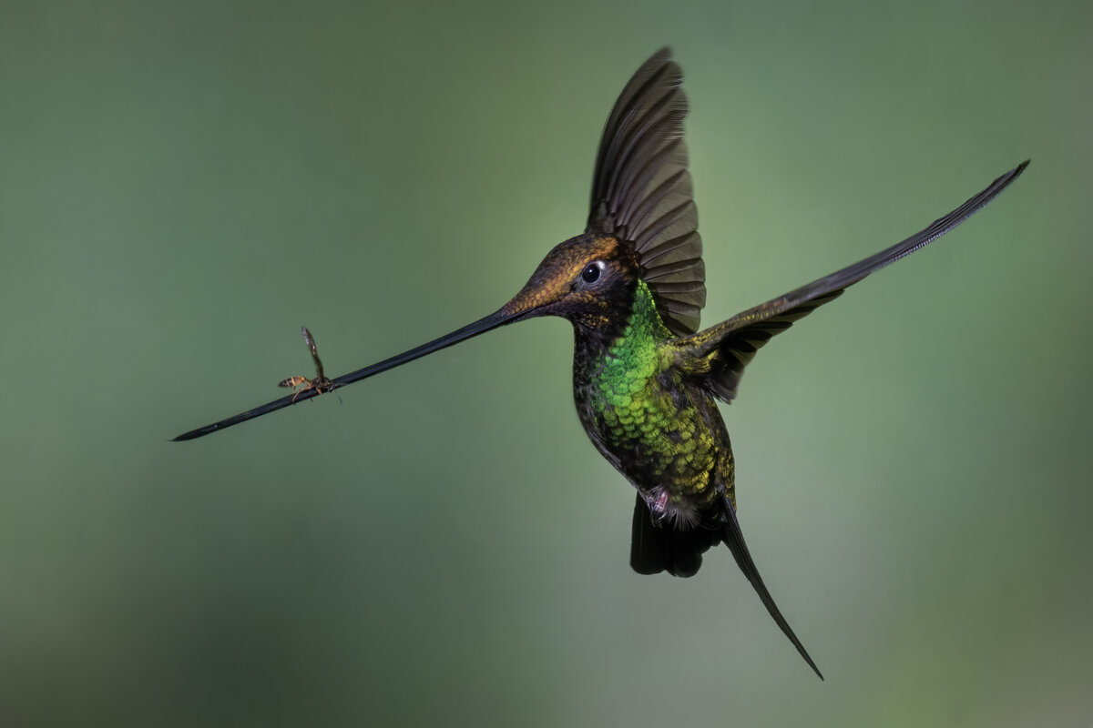 Sword-billed hummingbird-2-959-Edit-Edit.jpg