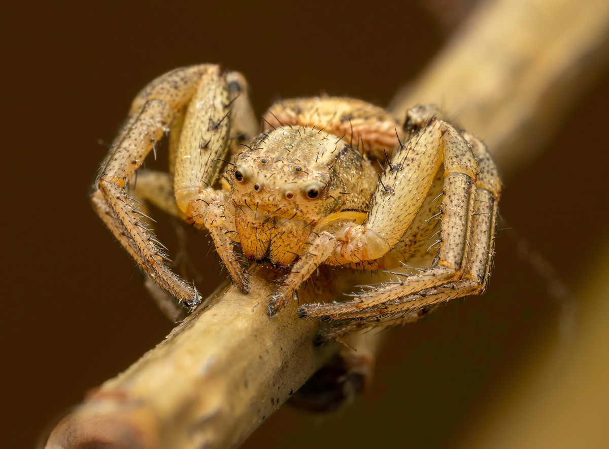 Crab spider | Focal World