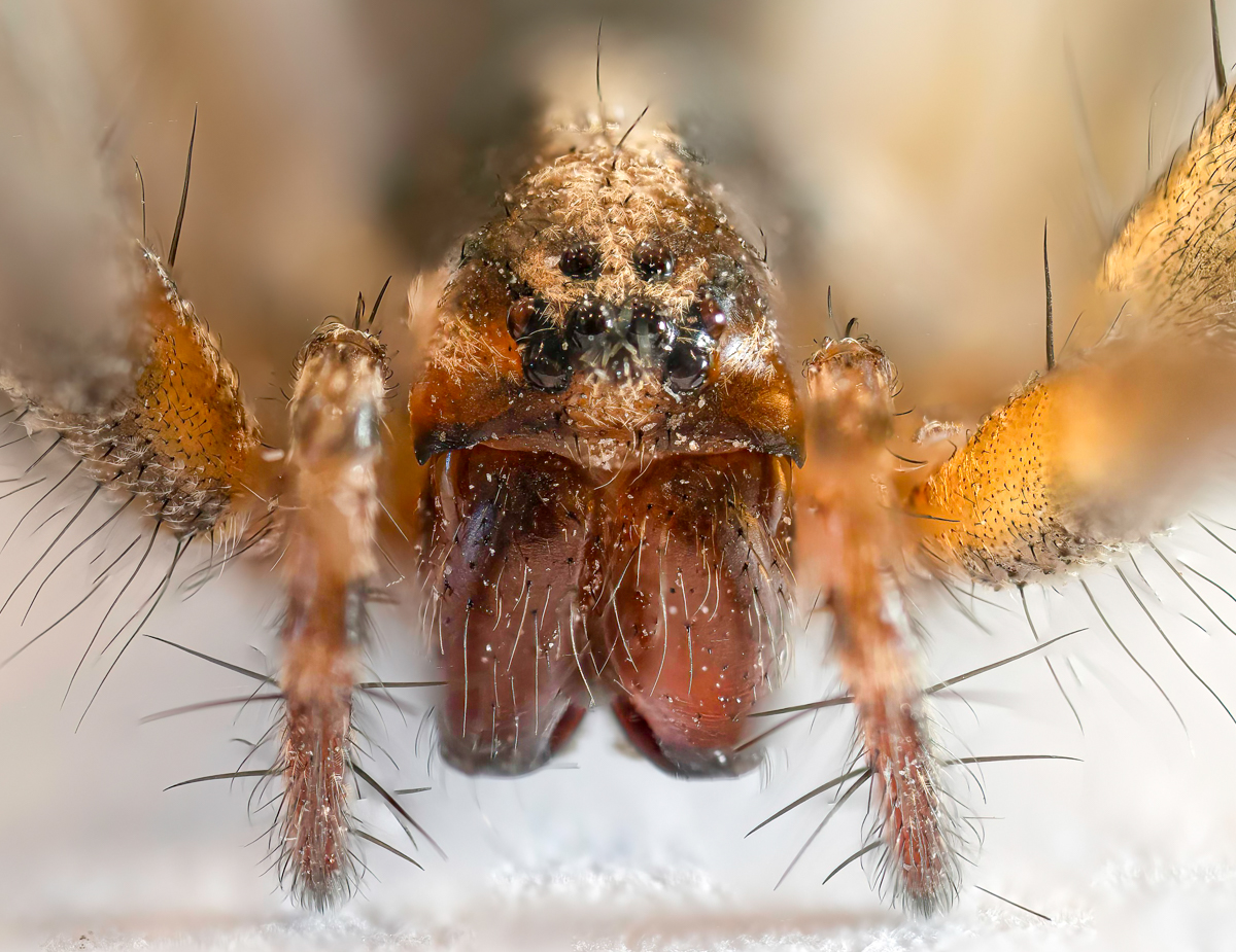 A late season spider | Focal World