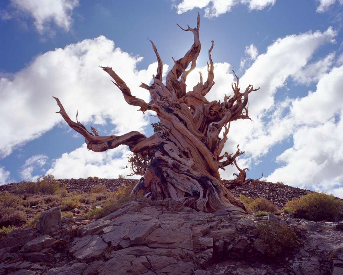 Friday's Focus - 2019/08/30 - The Single Tree | Page 2 | Focal World
