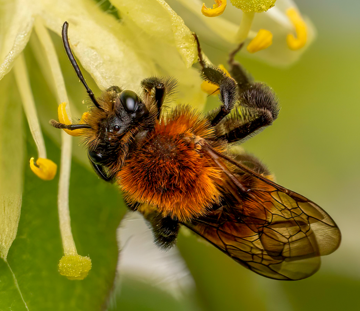 Bees in the Haskaps. | Focal World