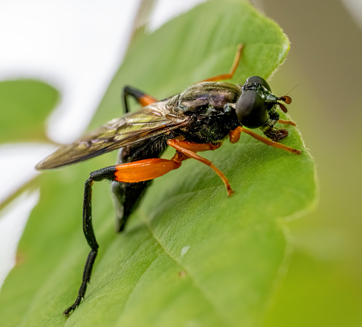 A couple of insects. | Focal World