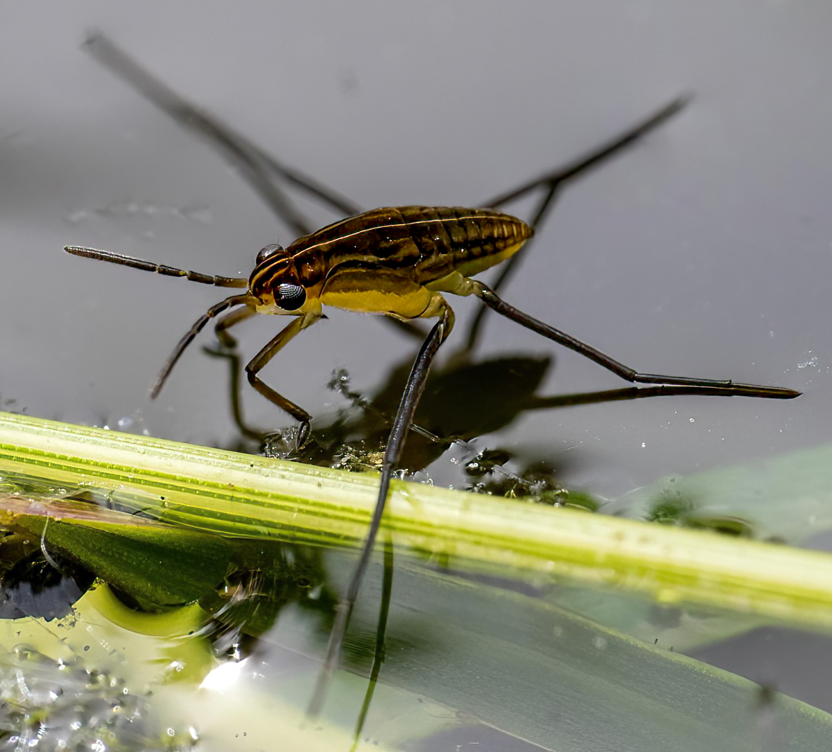 A couple of insects. | Focal World