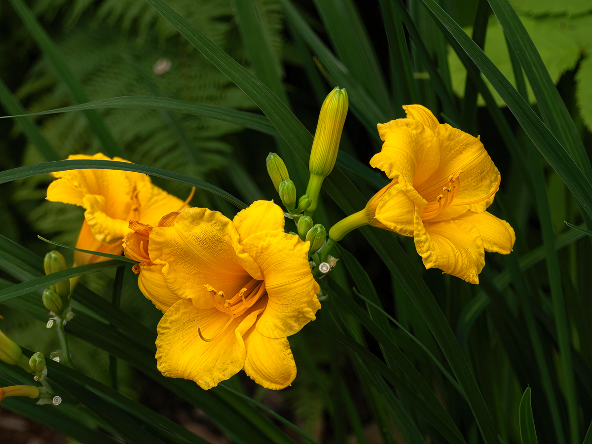 T7251537-Edit.jpg