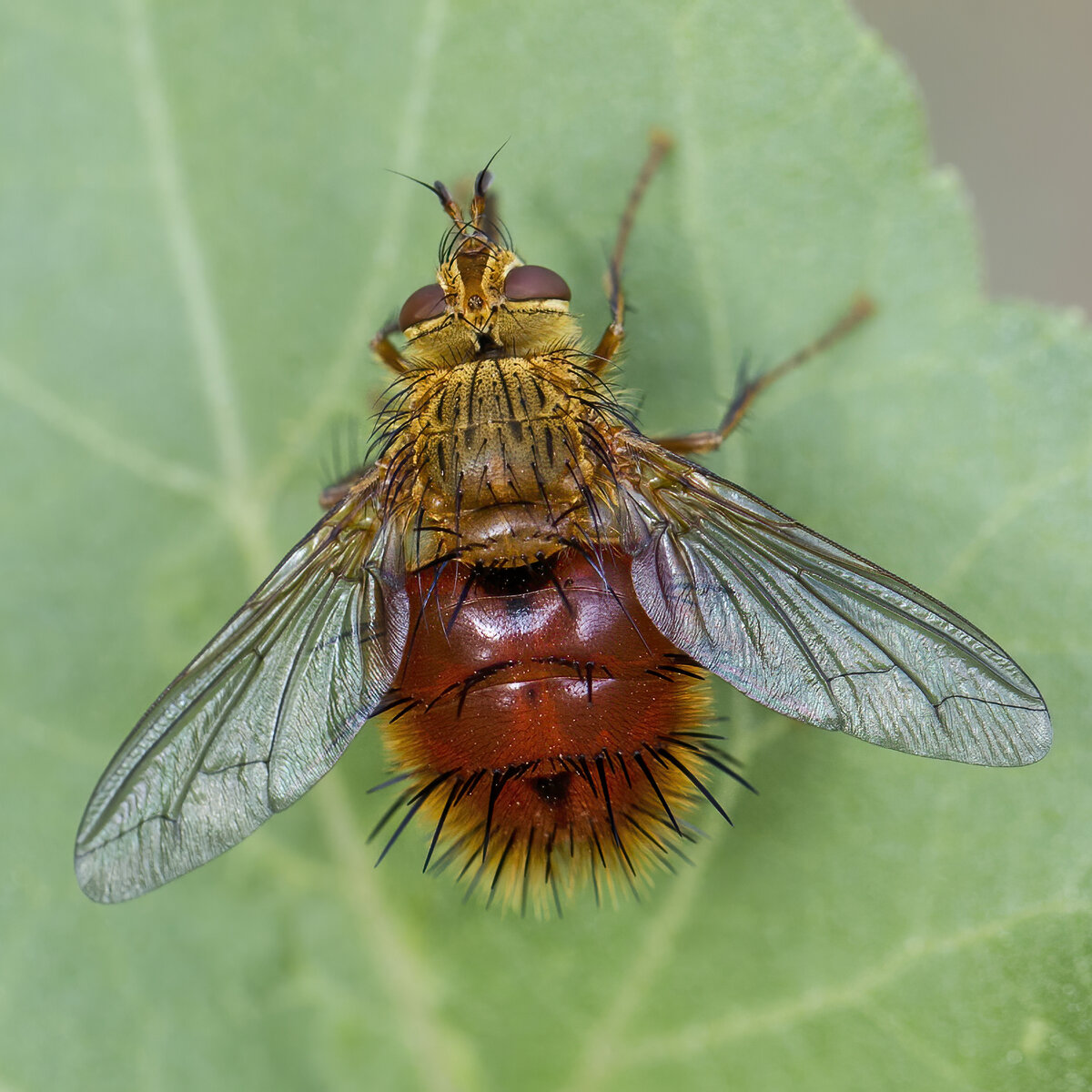 Tachinid Fly - Adejeania vexatrix.jpg