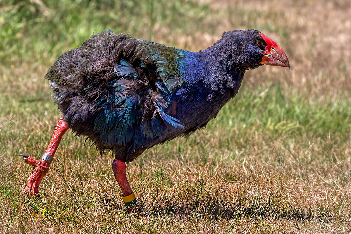Takahē, New Zealand.jpg