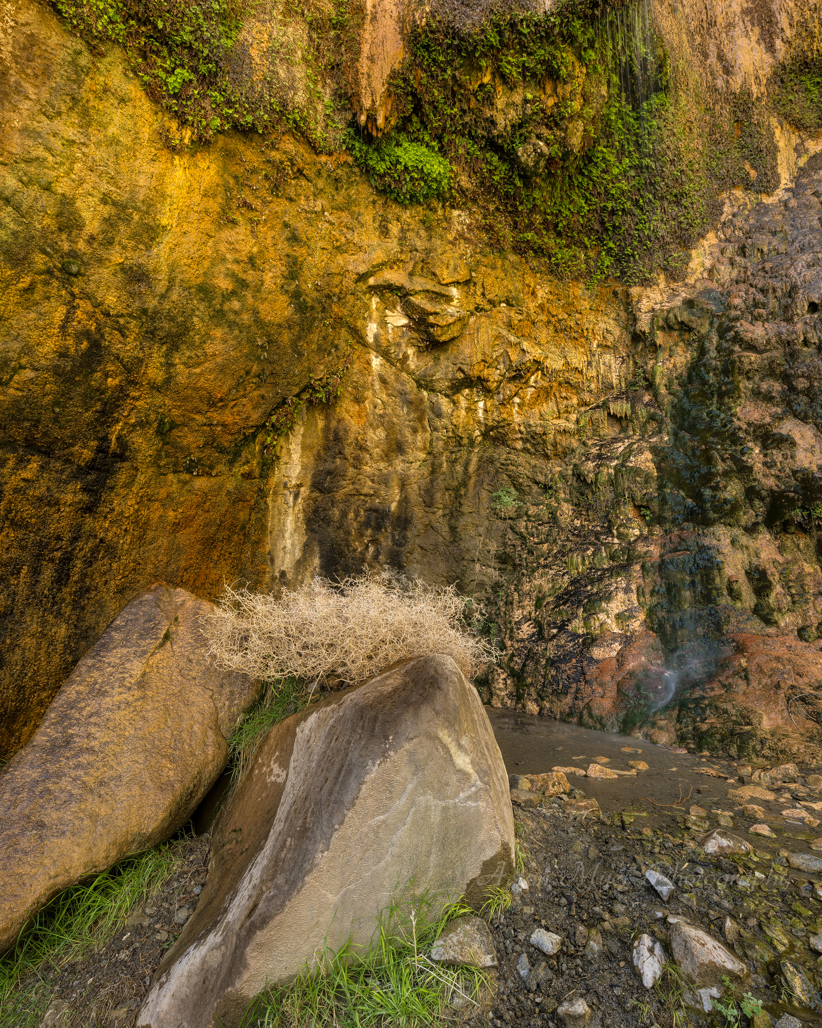 Tangled in an Oasis.jpg