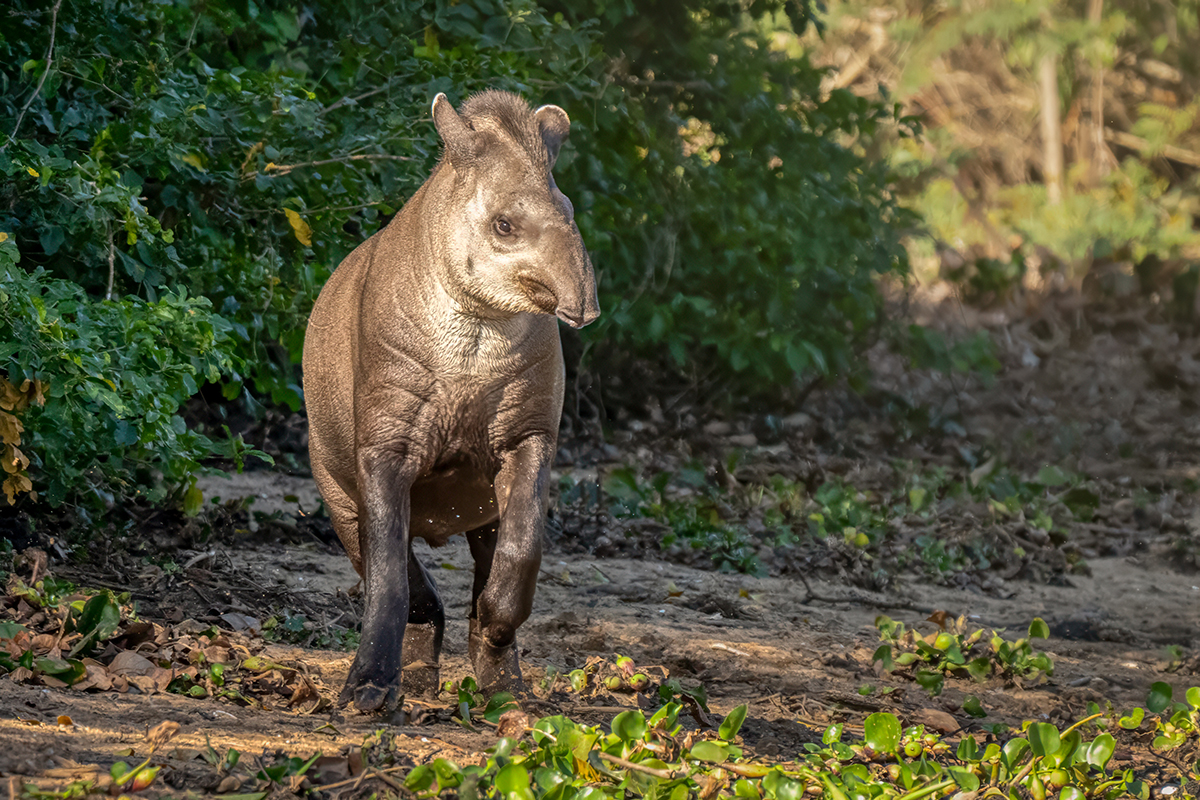 Tapir-.jpg