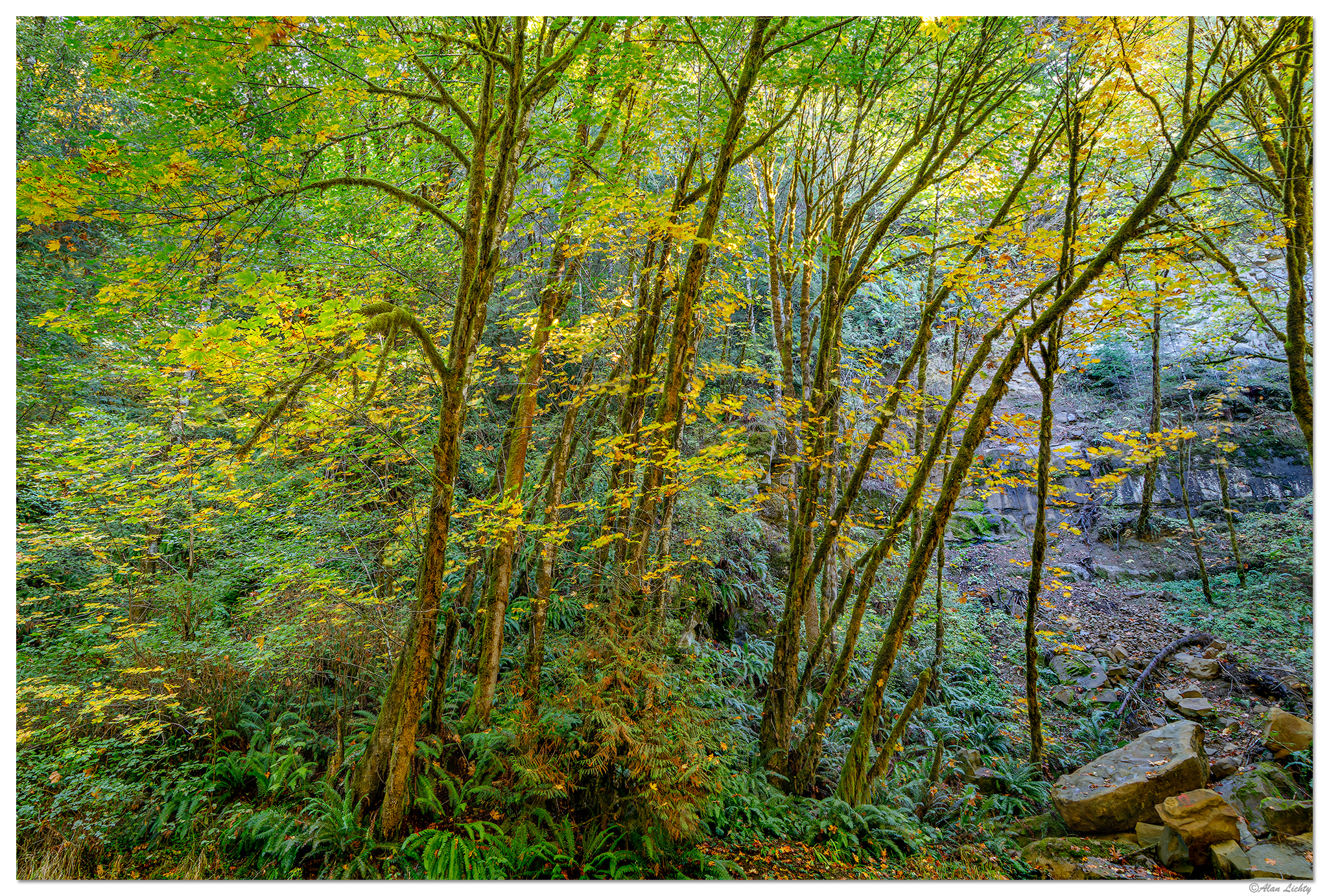 Fall Among the Maples | Focal World