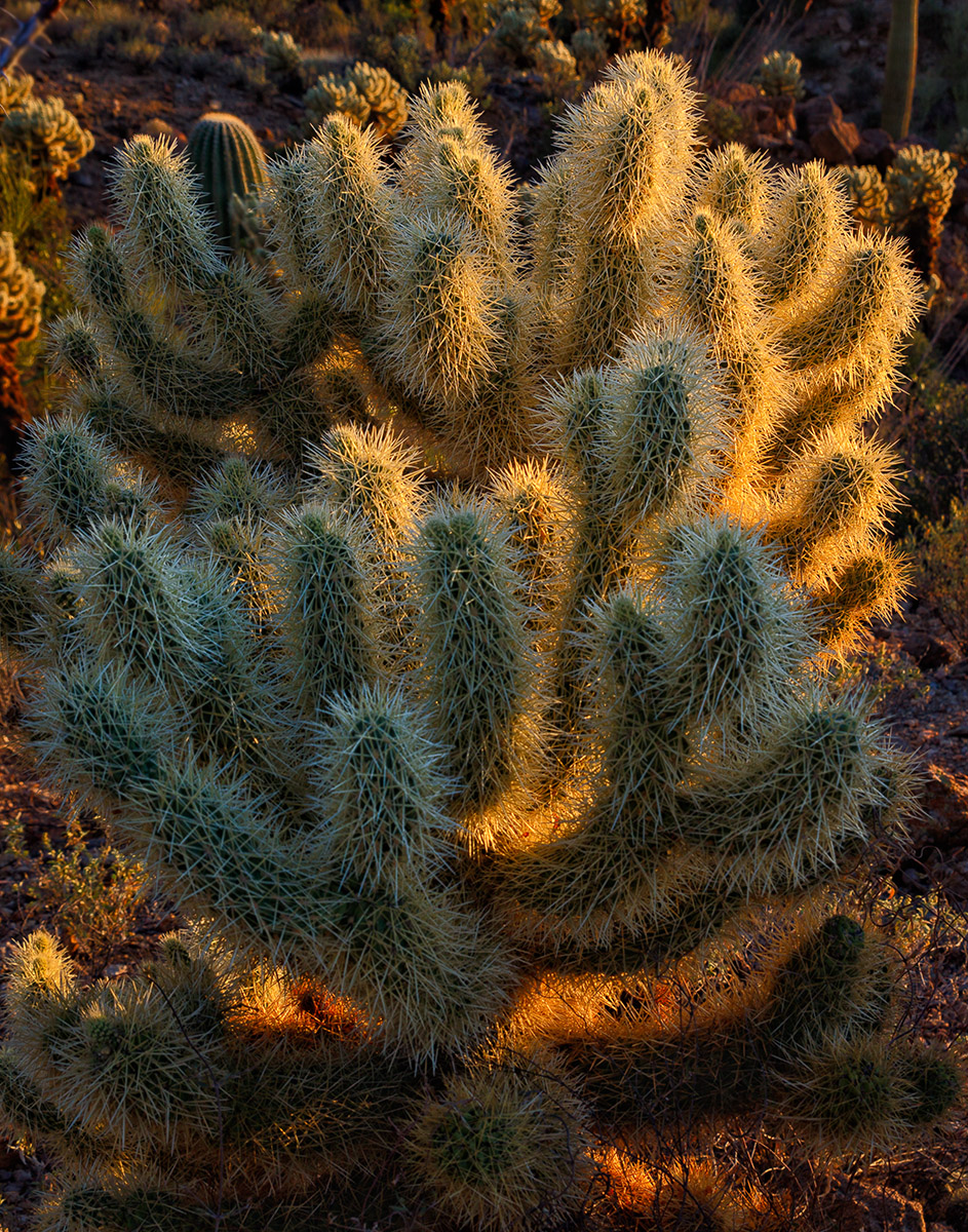 Teddy Bear Cholla.jpg