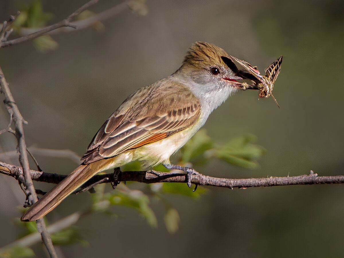 The Brown-crested Flycatcher. White-lined sphinx moth..jpg