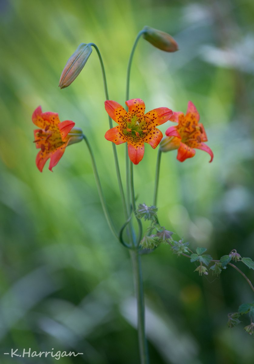 Tiger Lilies.jpg