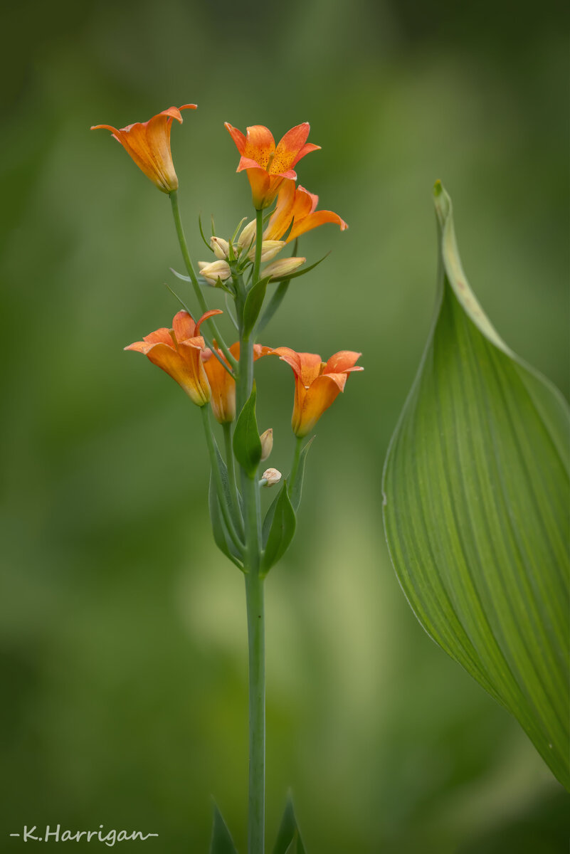 Tiger Lilies Focal World