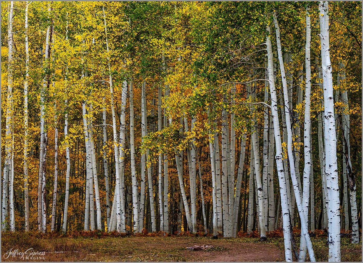 tightaspen1.jpg