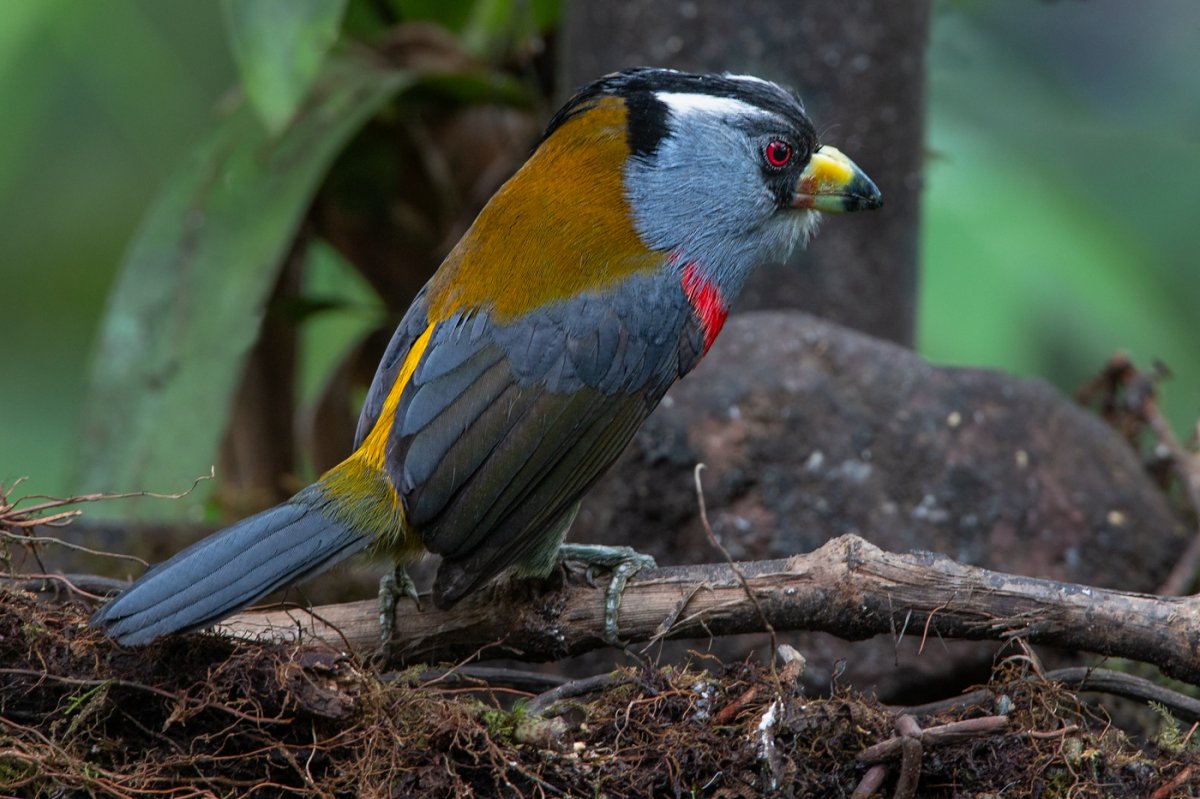Toucan barbet-9354-Edit-2.jpg