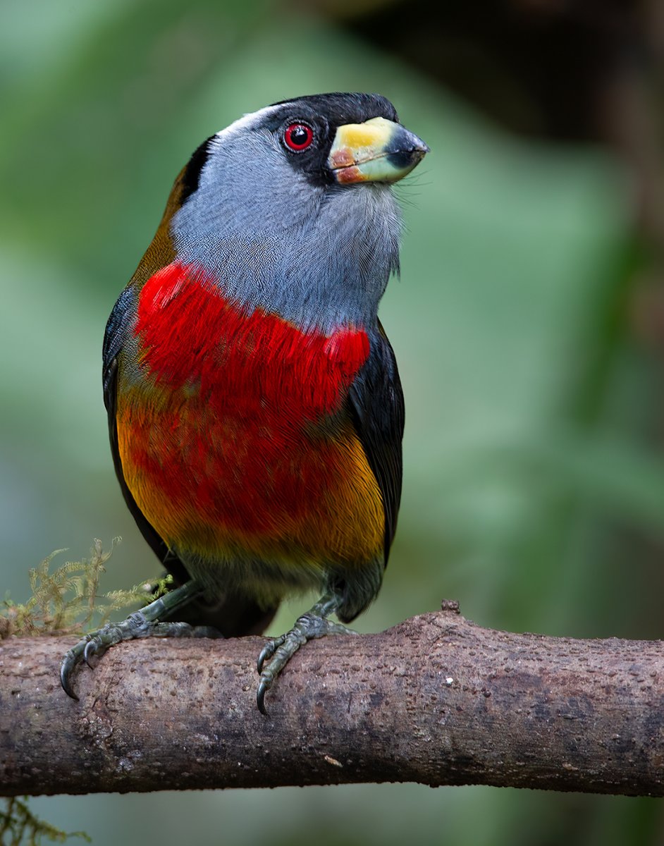 Toucan Barbet two.jpg