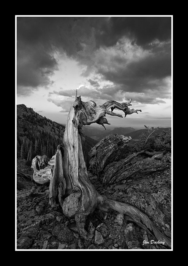 Trail-Ridge-Limber-Pine-bw.jpg