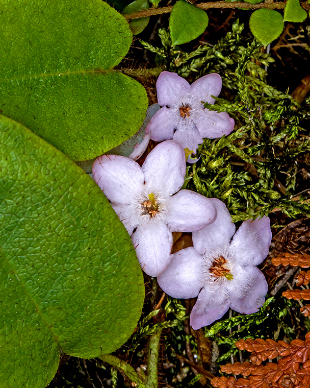Trailing Arbutus  VI.jpg