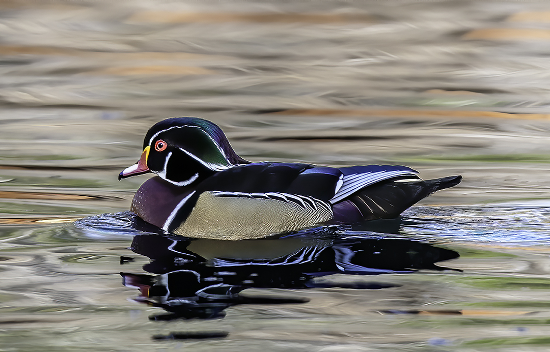 tranquility close up.jpg