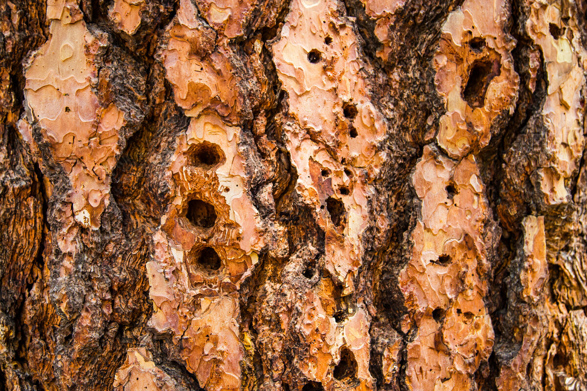 Tree Bark Texture.jpg