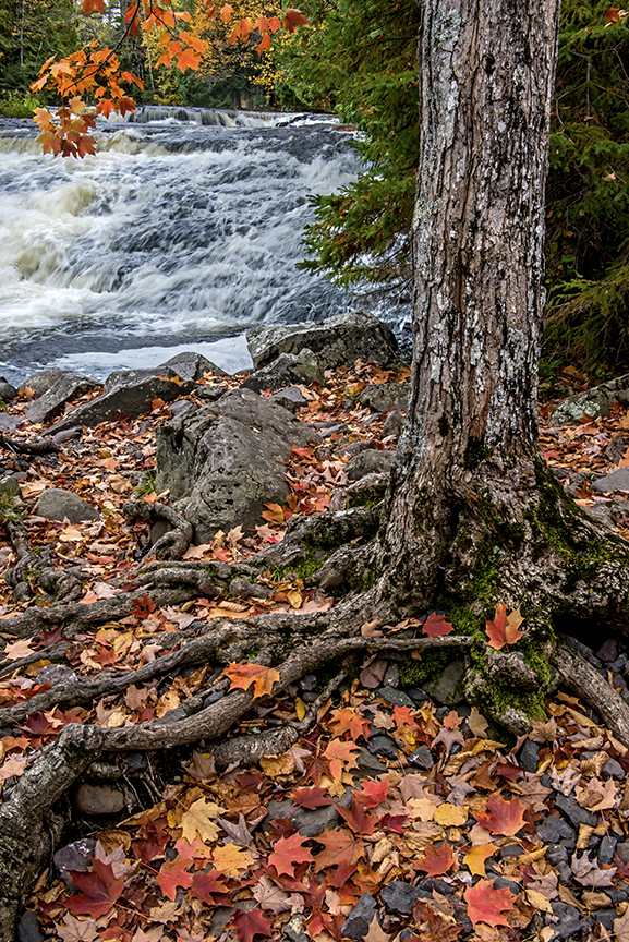 Tree roots (1 of 1).jpg