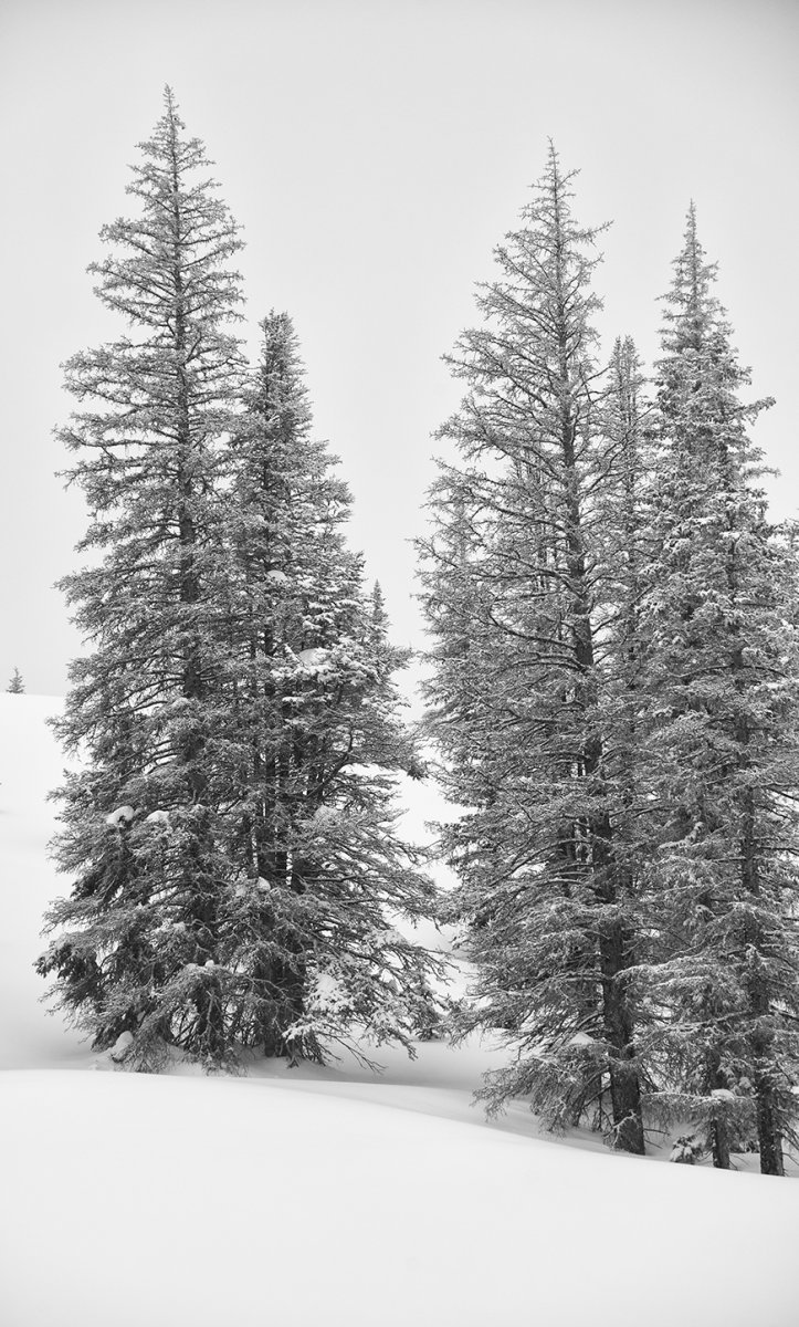 treesBW3copy.jpg