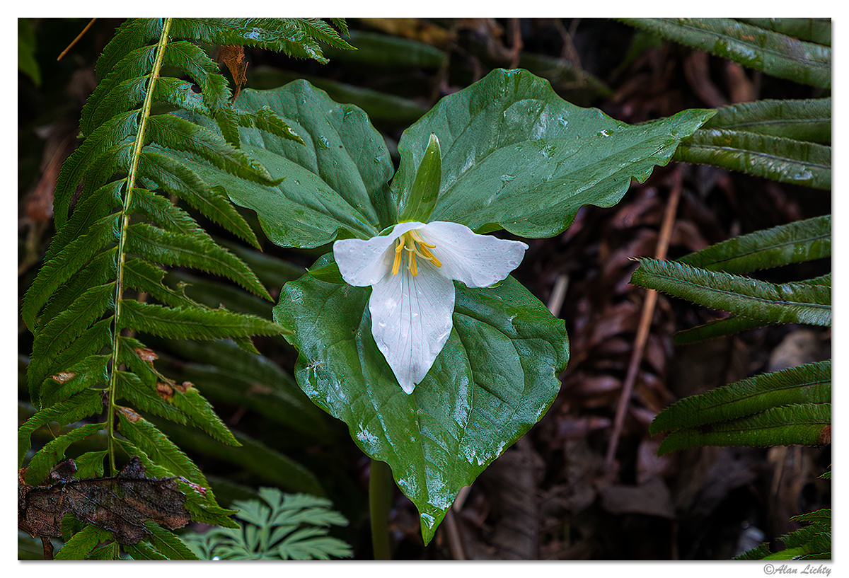 Trillium.jpg