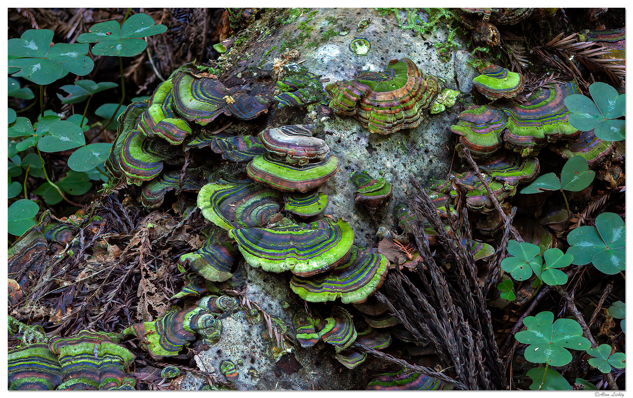 TrilliumTrailFungi.jpg