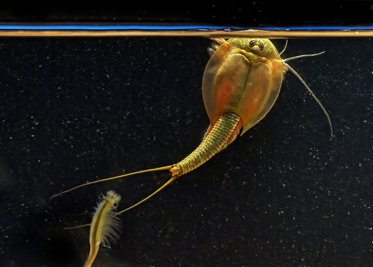 triops FW.jpg