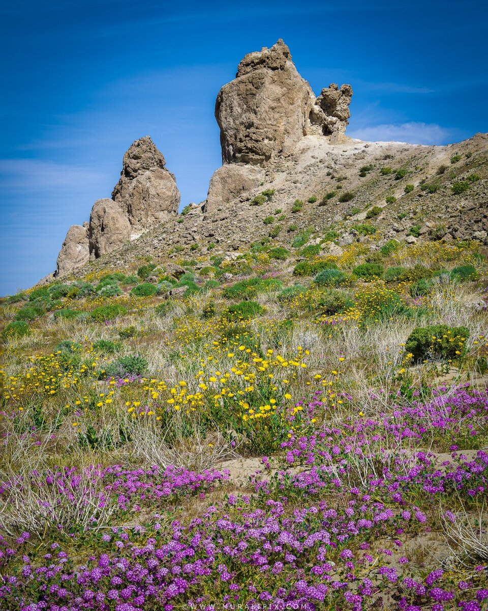 Trona Pinnacles Woldflowers.jpeg