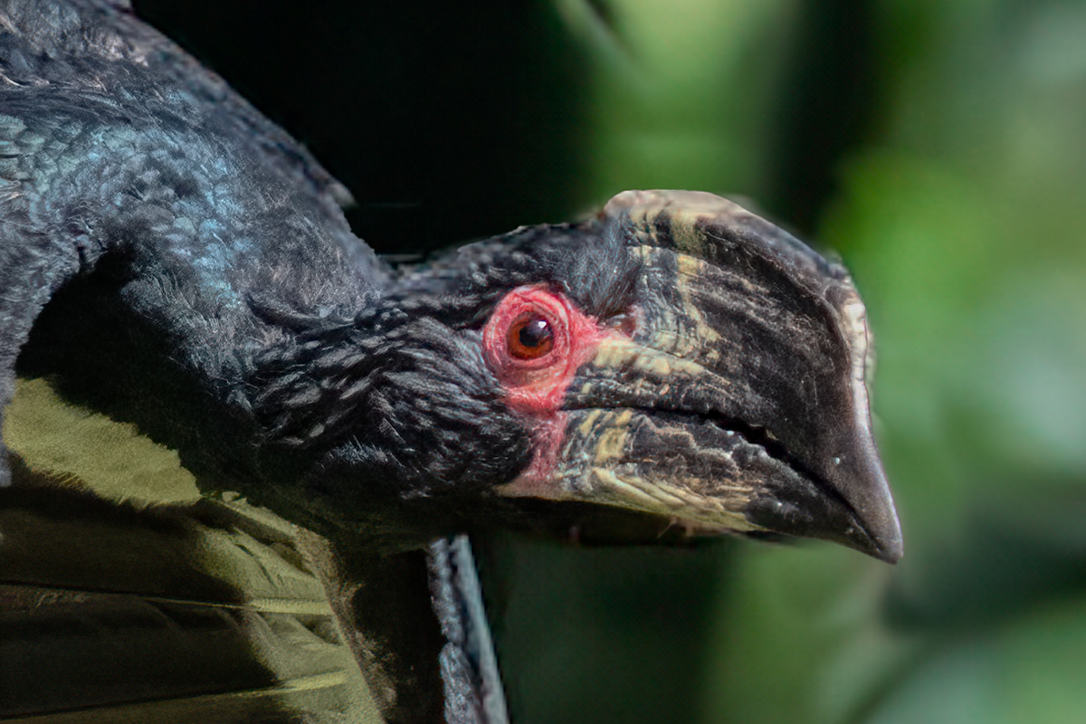 Trumpeter hornbill headshot.jpg